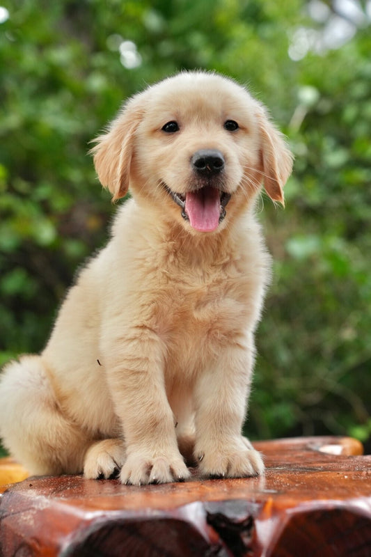 Puppy training, golden retriever