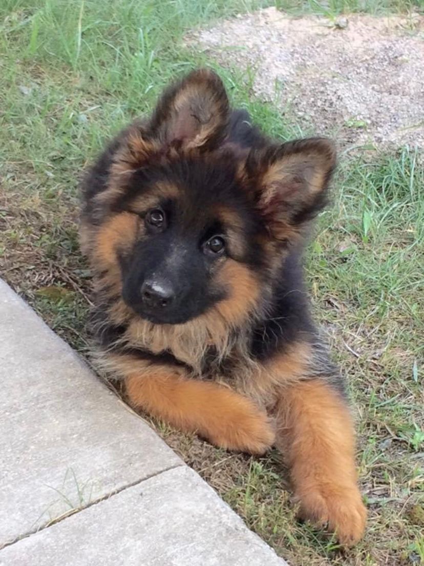 Dog training near me, german shepard puppy